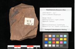 Foto (Objekt + Etikett) von Quercus palaeoilex Ettingshausen (NHMW-GEO-2024-0188-0971)